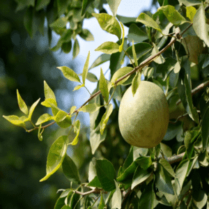 Puspita Nursery "Hybrid Seedless Bael Plant – Perfect for Gardens, High-Quality Fruit Production"