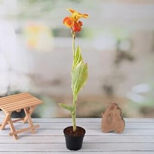 Canna (Orange Flower With Variegated Yellow Leaves ) - Plant
