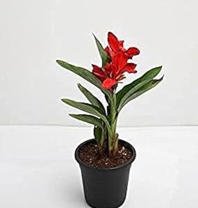 Canna (Red Flower With Green Leaves) - Plant