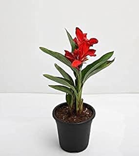 Canna (Red Flower With Green Leaves) - Plant