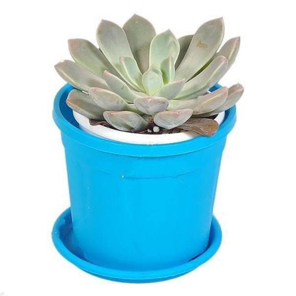 Echeveria Big Lotus, Echeveria Mazarine - Succulent Plant