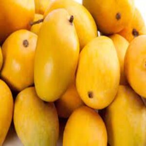 Puspita Nursery Gourmoti Mango Plant