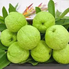 Vietnam all Time Guava Plant - Image 2