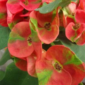 Euphorbia (Pink - Green) - Succulent Plant