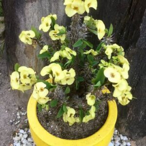 Euphorbia (Yellow) - Succulent Plant