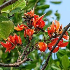 Palash - Plant