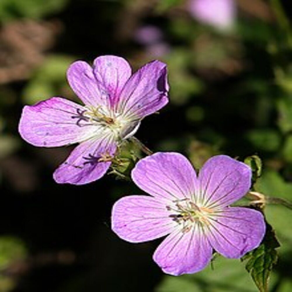 Geranium Maculatum - Plant