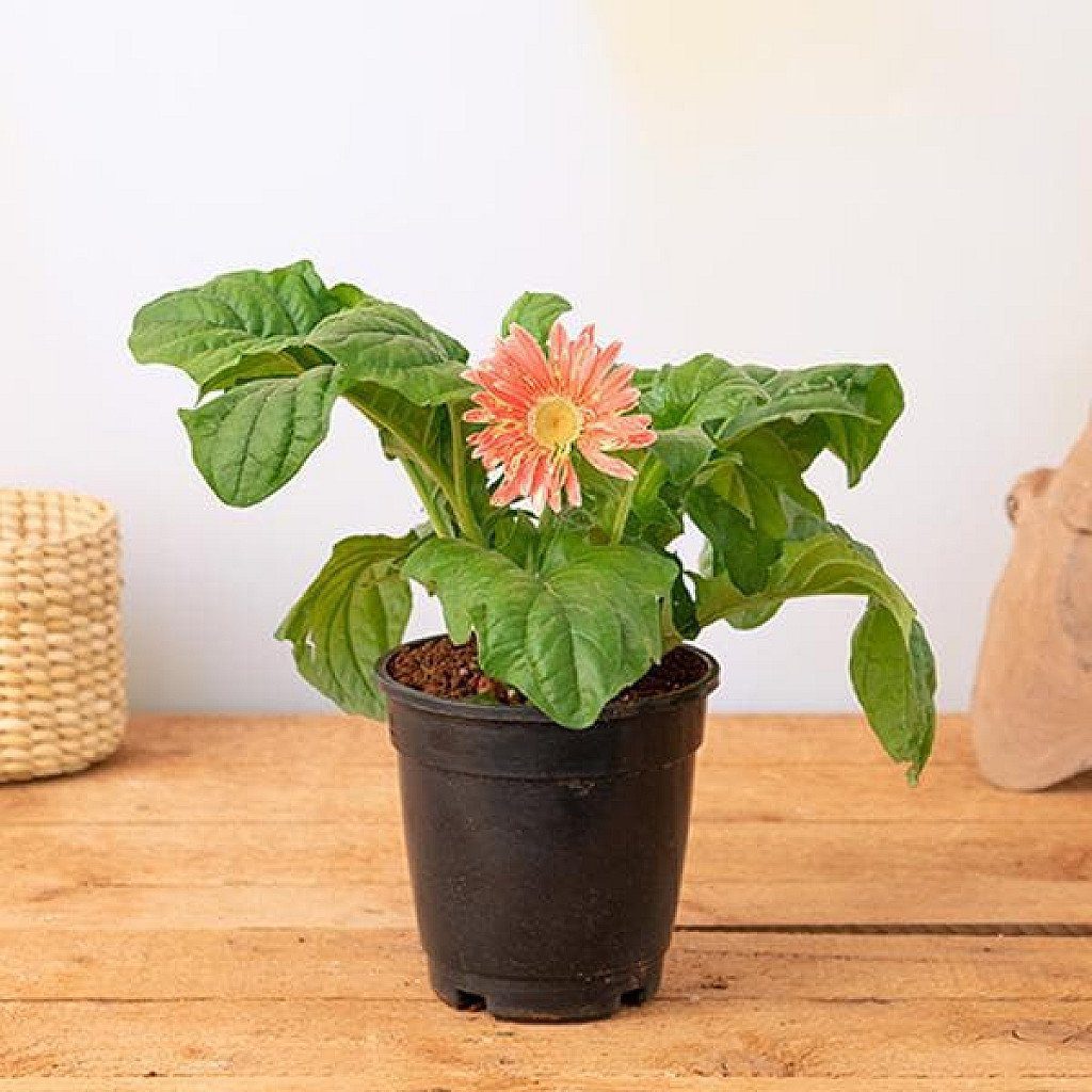 Gerbera (Pink) - Plant