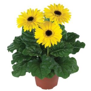 Gerbera (Yellow) - Plant