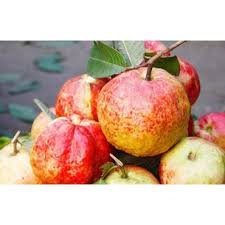 Puspita Nursery "Allahabad Guava Plant – Sweet, Juicy Fruit for Home Gardens"