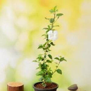 Hibiscus, Gudhal Flower (White) - Plant