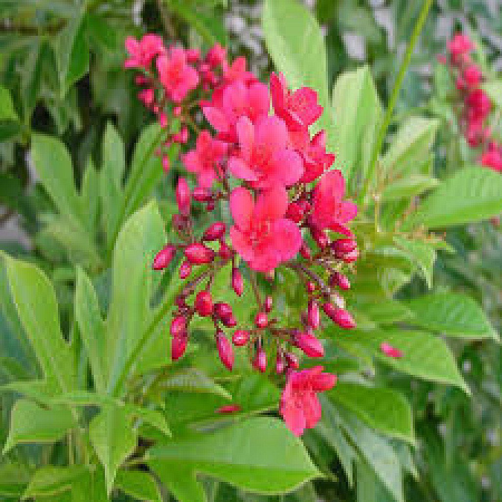 Jatropha Red - Plant