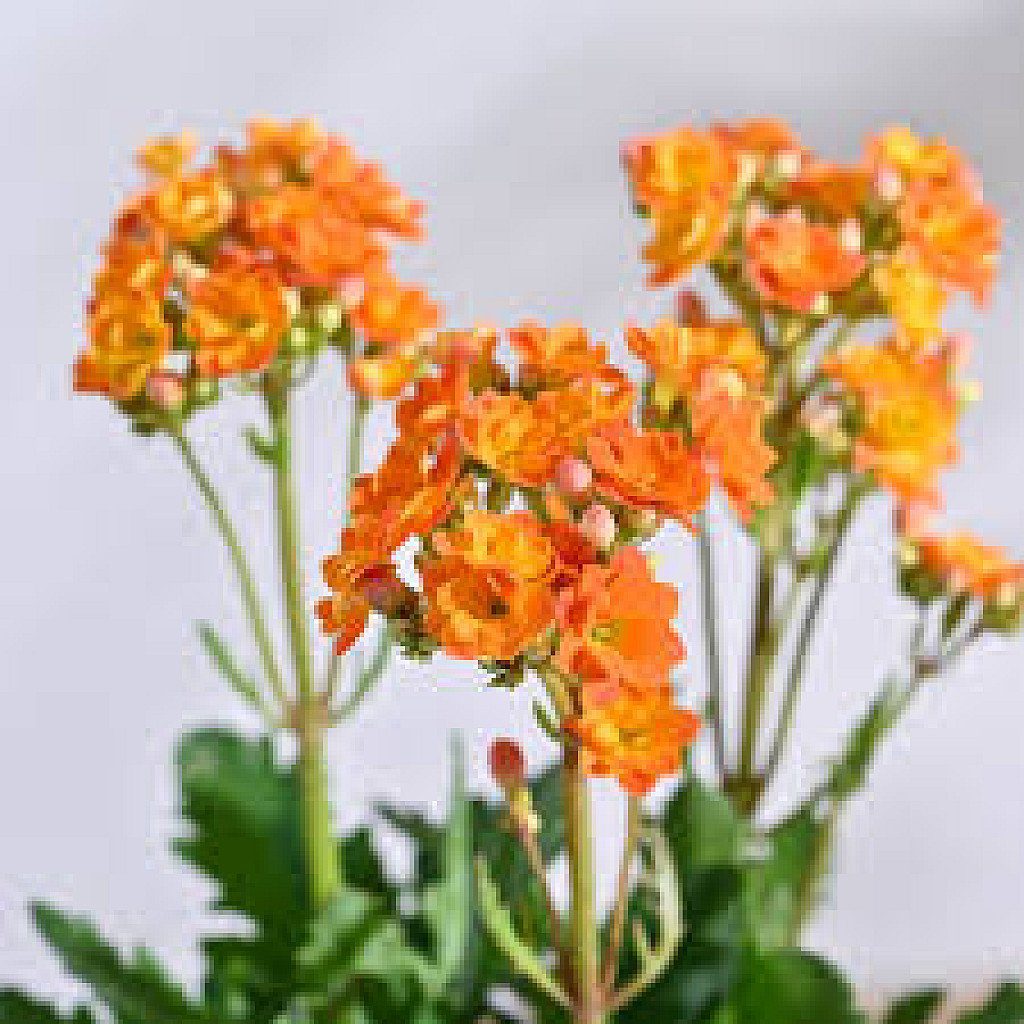Kalanchoe (Orange) - Plant