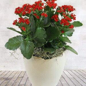 Kalanchoe (Red) - Plant
