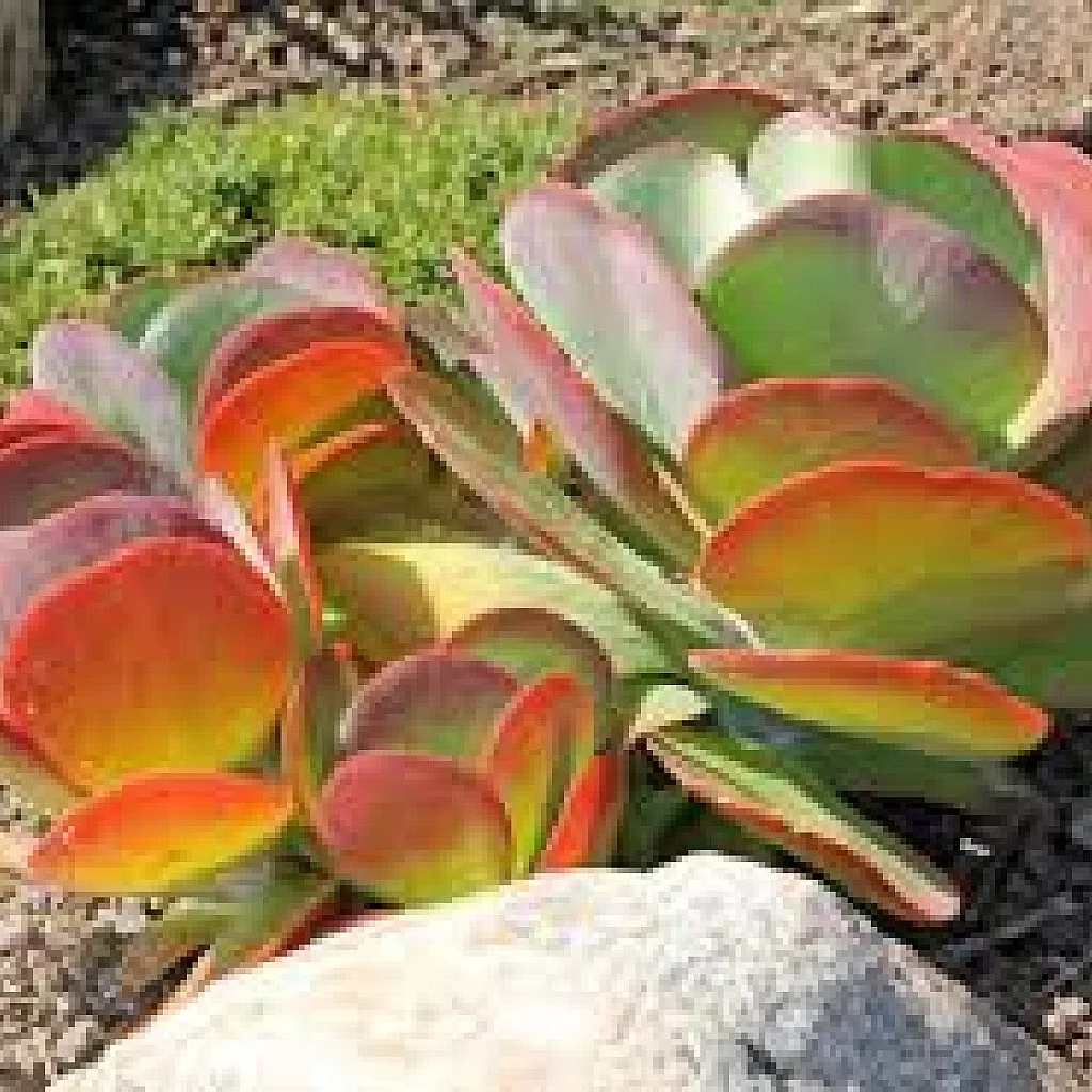 Kalanchoe Flapjack, Poplet - Succulent Plant
