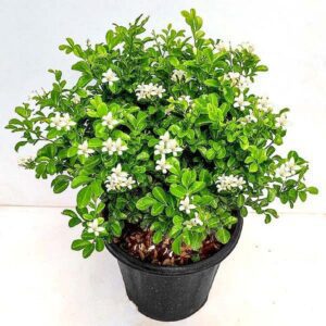Kamini - Plant