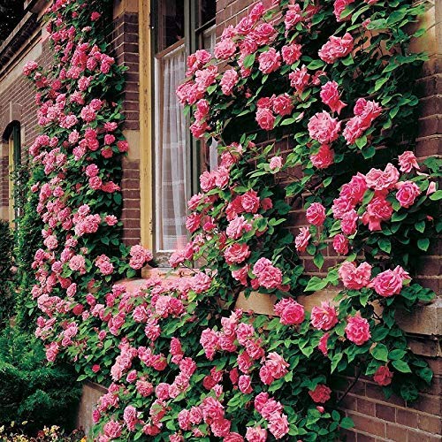 Puspita Nursery Miniature (Mini) Rose Plant Pink Color - Image 2
