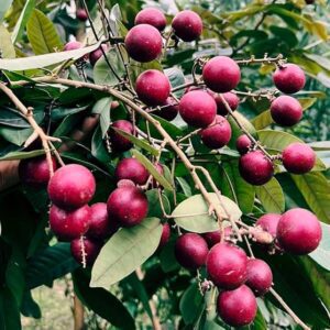 RUBI RANGHON FRUIT PLANT