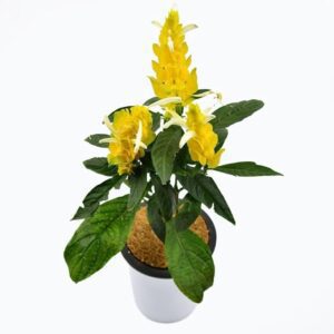 Lollipop Plant, Golden Shrimp - Plant