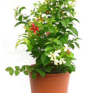 Madhumalti Dwarf, Rangoon Creeper - Plant