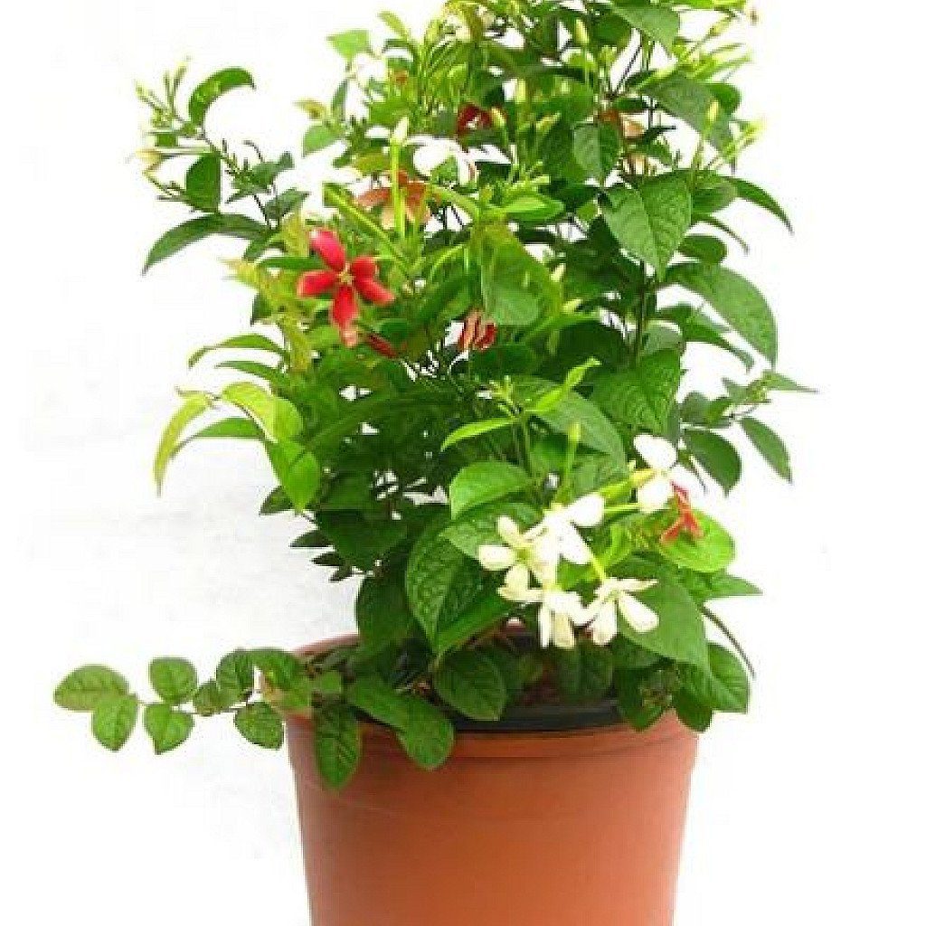Madhumalti Dwarf, Rangoon Creeper - Plant