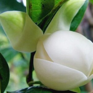 Magnolia Dwarf Coco - Flowering Shrubs
