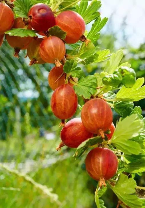 RED AMLA(AMLOKI)FRUIT PLANT - Image 2