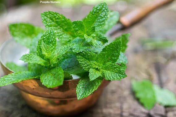 MINT(PUDINA)PLANT - Image 2