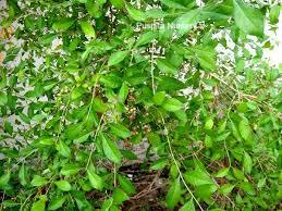 Puspita Nursery Mehandi Plant - Image 2