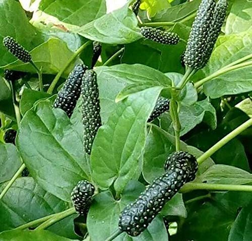 Puspita Nursery Peepal Plant Good For Health - Image 2
