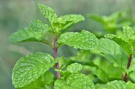 Puspita Nursery Swet Berala Healthy Plant - Image 2