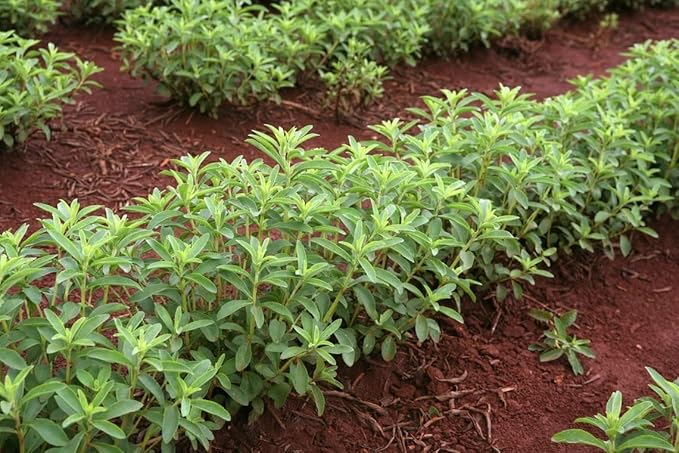Puspita Nursery Stevia Live Plant Sugar Free Plant Medicinal and Herbs Plant - Image 2