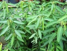 Puspita Nursery Telegraph Plant, Codariocalyx motorius - Image 2