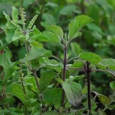 Puspita Nursery Ram Tulsi Light Holy Basil Ocimum Sanctum Living Plant - Image 2