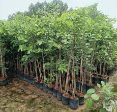 Puspita Nursery Original Lal Chandan Tree Live Healthy Plant pack of 1 for Home Garden - Image 2