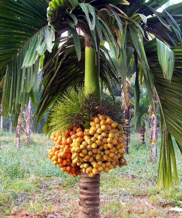 Betel Nut Dwarf Plant - Image 2