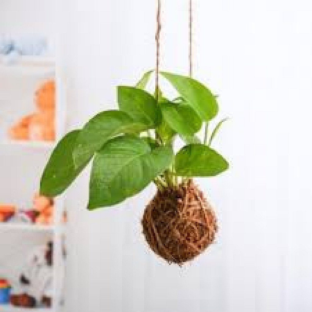 Air Purifier Green Money Plant Moss Ball - Kokedama - Image 2
