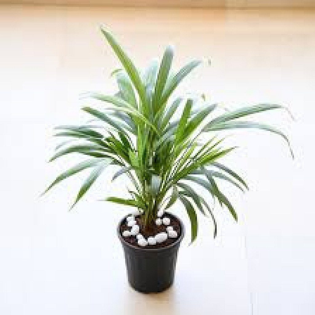 Areca Palm (Small) - Plant - Image 2