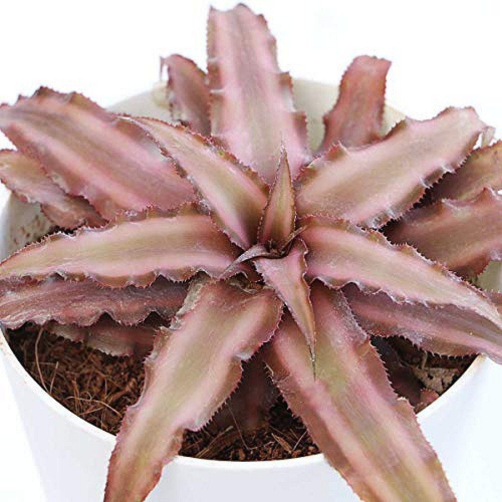 Cryptanthus Brown - Earth Star Plant With Pot - Image 2