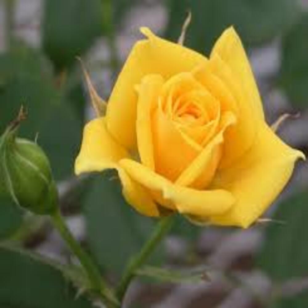 Rose (Yellow) - Plant - Image 2