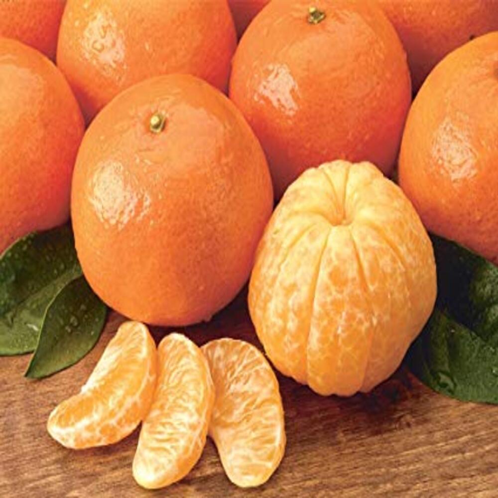Sylhet Orange Fruit Plant - Image 2