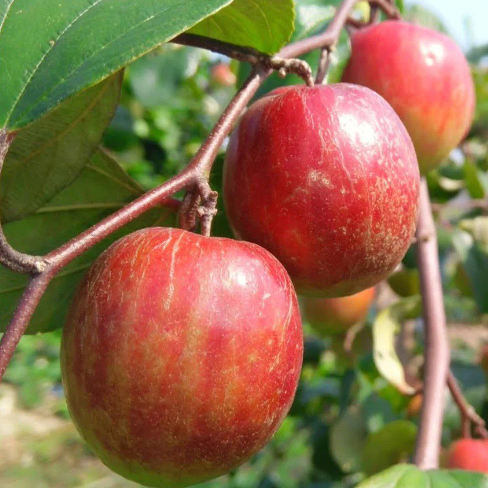 Puspita Nursery "Kashmiri Apple Ber Plant – Grafted, All Season Fruiting for Home Gardens" - Image 2