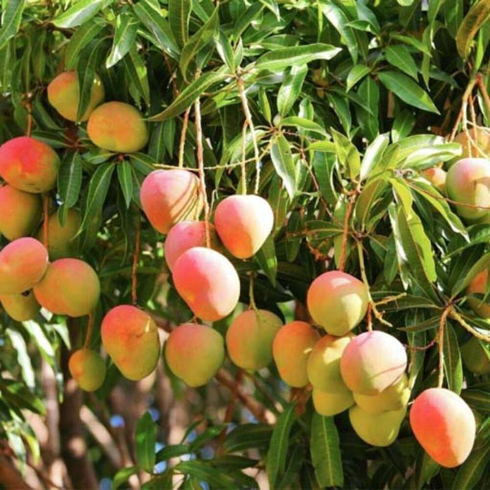 Puspita Nursery Gourmoti Mango Plant - Image 7