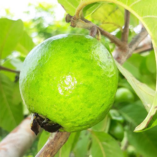 L-49 Guava-fruit plant - Image 2