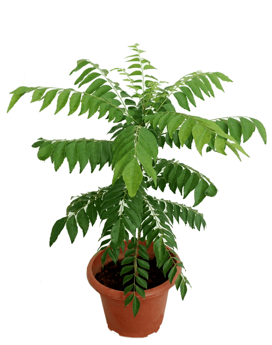 PUSPITA NURSERY CURRY LEAVES PLANT - Image 2