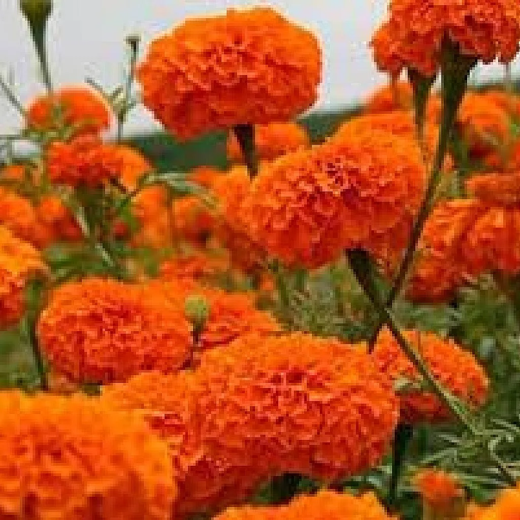 African Marigold (Orange) - Plant - Image 2