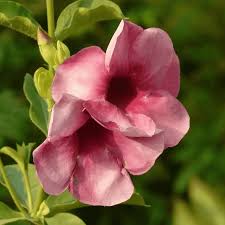 Allamanda Tiger (Peach Orange) - Plant - Image 2