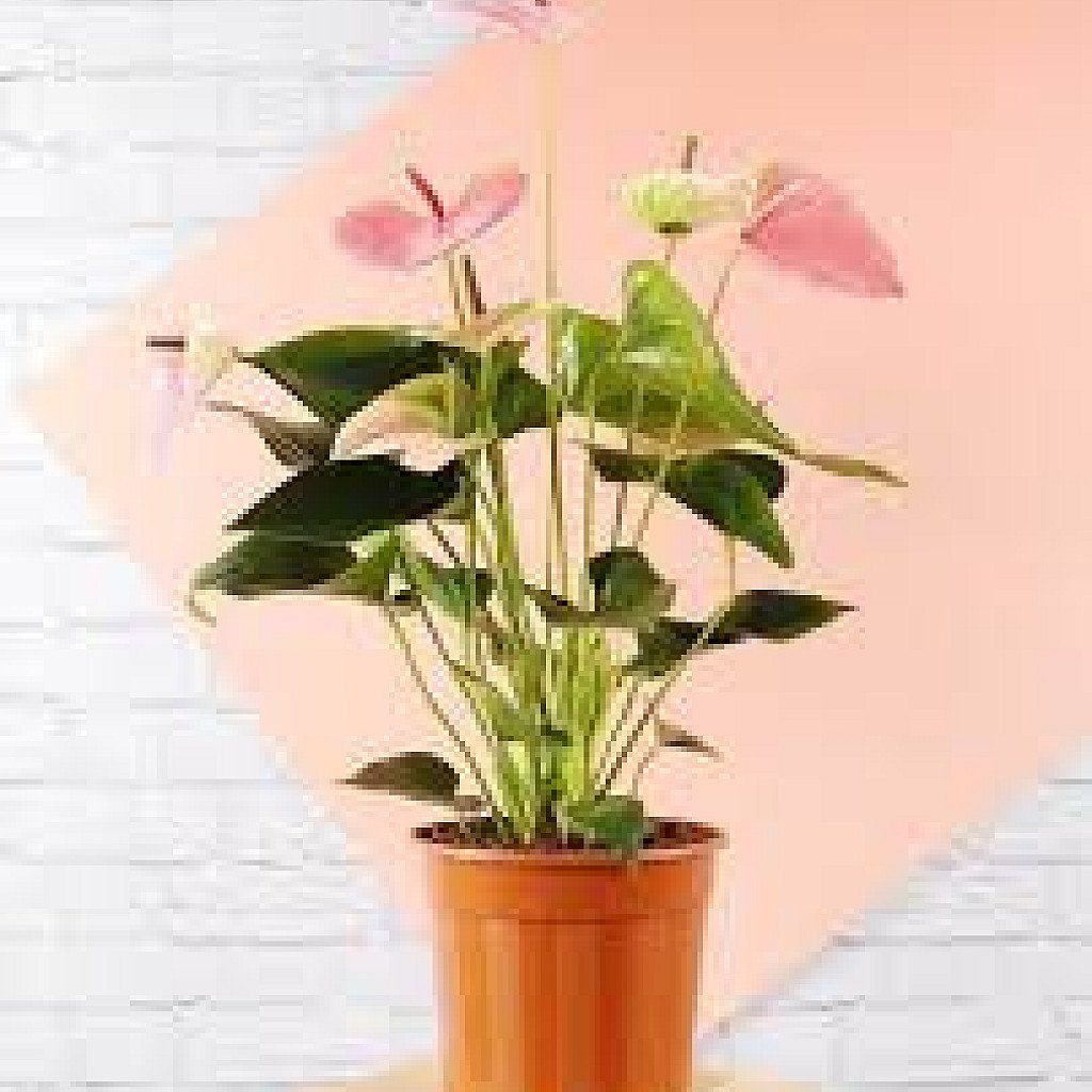 Anthurium (Pink) - Plant - Image 2