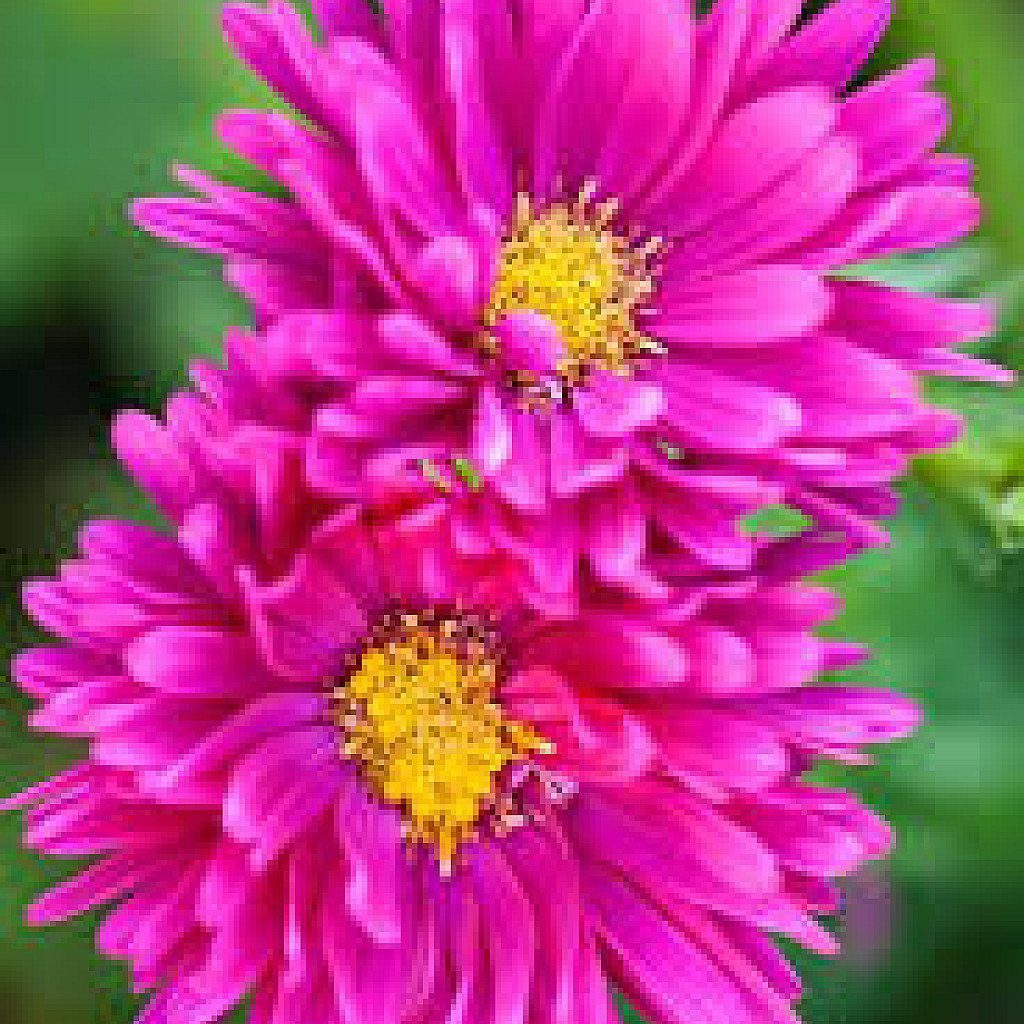 Aster (Pink) - Plant - Image 2