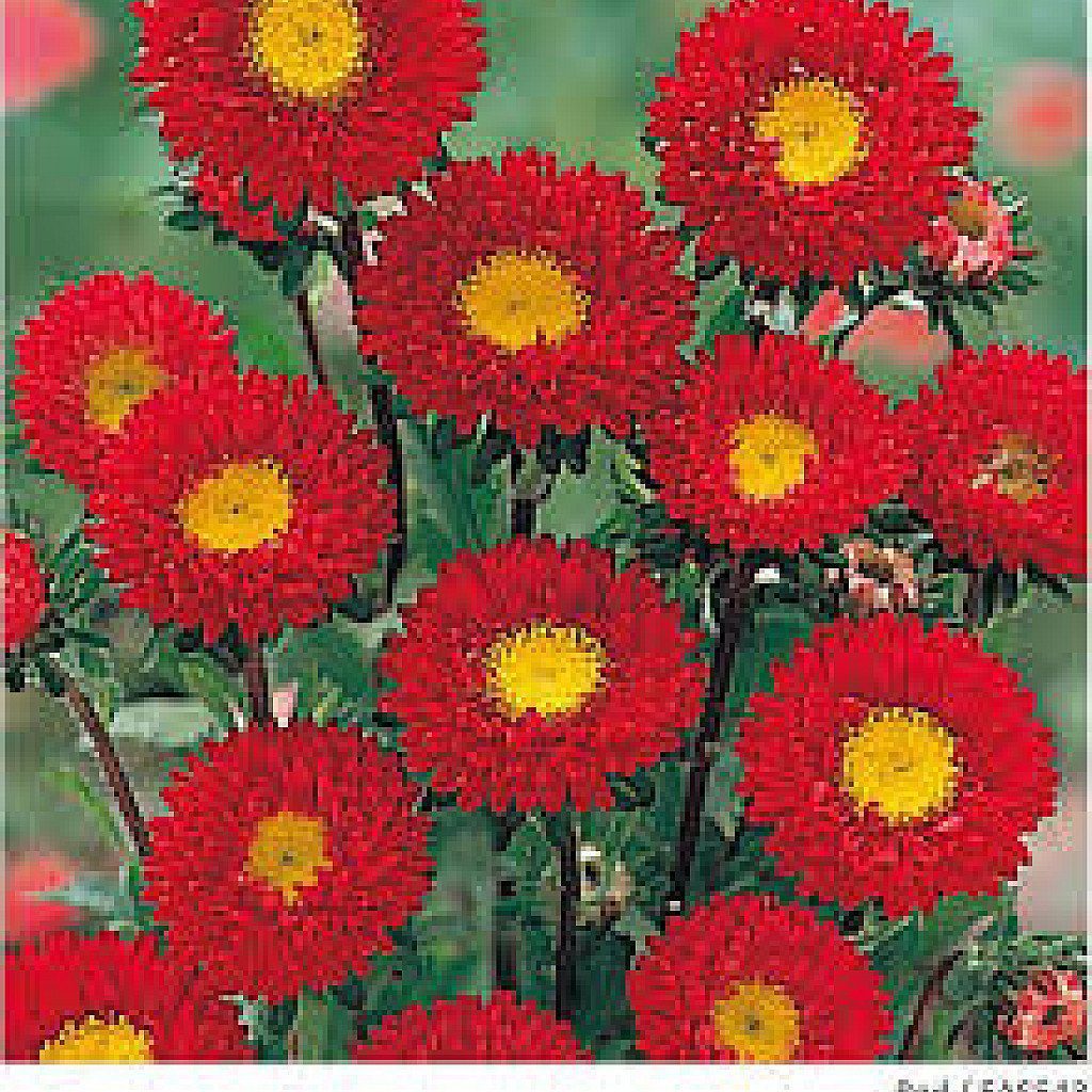 Aster (Red) - Plant - Image 2